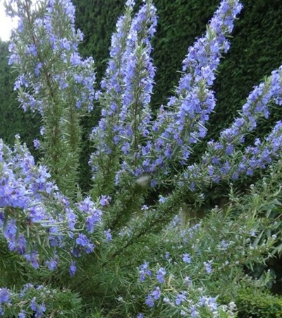 Rosemary Tuscan Blue